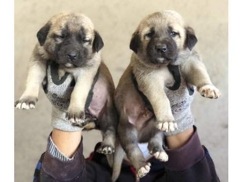 Kaliteli kangal yavrular