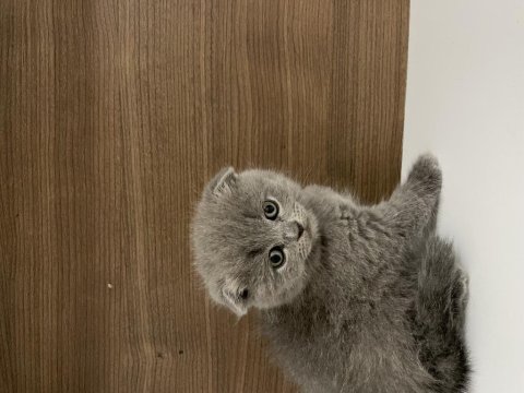Mükemmel scottish fold