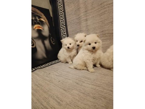 Safkan samoyed yavrular