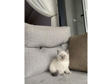 Irk ve sağlık garantili british shorthair yavrular 