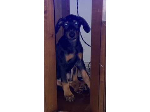 Doberman amerikan cinsi