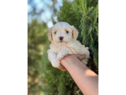 En iyi dostunuz maltipoo
