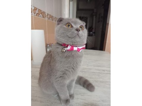 Scottish fold kedime ömürlük yuva
