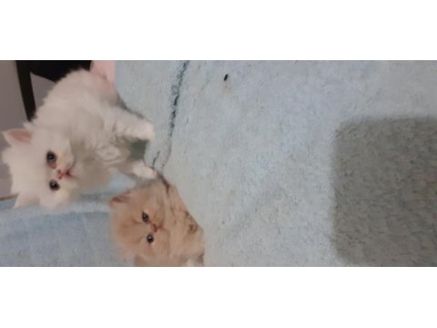 Safkan iran kedisi yavru