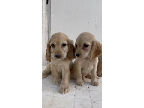 Dişi erkek cocker yavrular