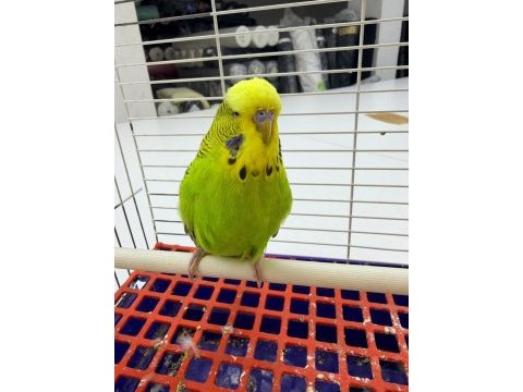 Yetişkin jumbo erkek muhabbet kuşu
