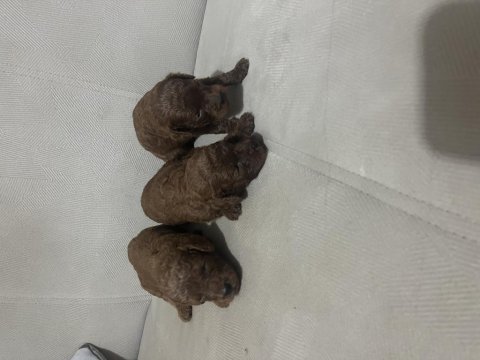 20 günlük poodle yavrular
