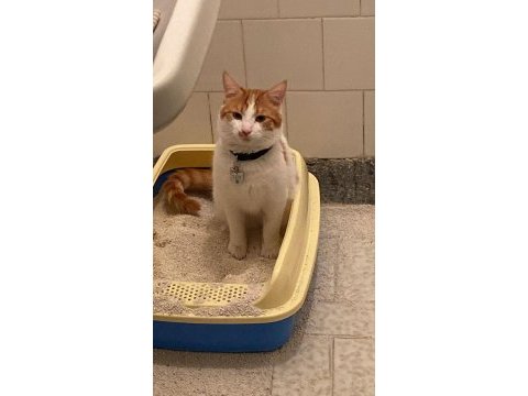 Oyuncu tekire acil yuva aranıyor aşıları tam