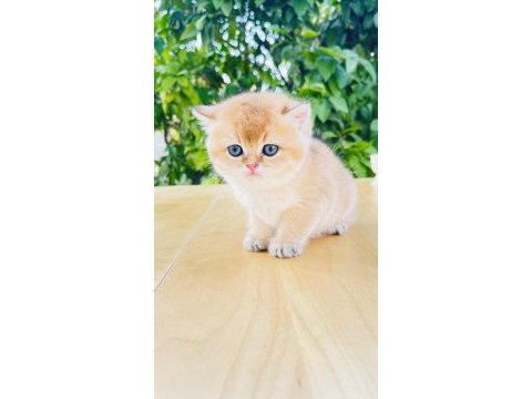 Tip kürk şahane british shorthair prenses