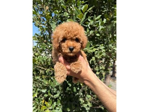 Show kalite sağlık garantili poodle yavrularım
