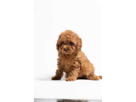 A kalite toy poodle yavrularımız
