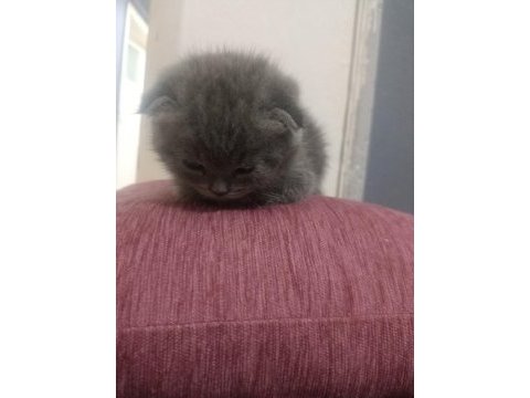 20 nisan doğumlu eskişehir scottish fold
