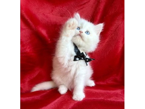 Kar beyazı british longhair bebek arayanlara