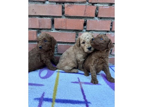 Show güzellikte safkan toy poodle yavrular