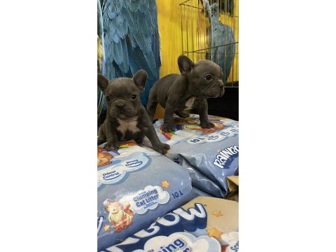 Blue ve siyah french bulldog bebekler