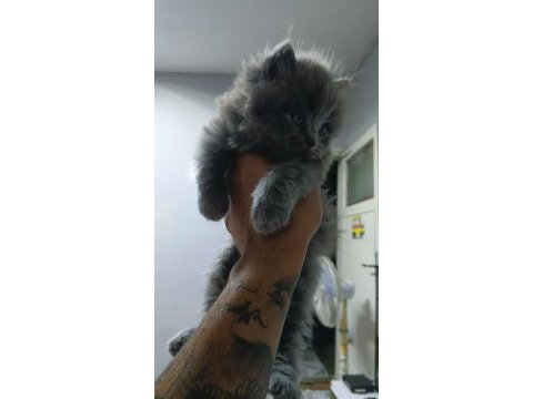 British shorthair yavrularımız