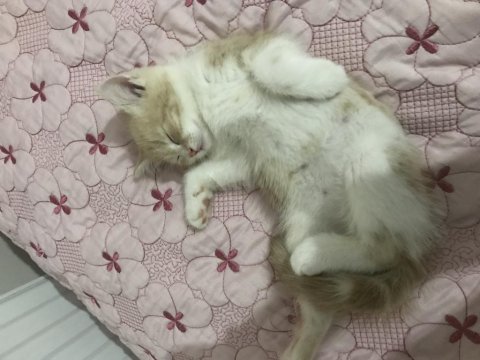 Yavru british shorthair (baba tekir)
