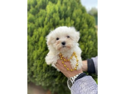 Orjinal maltese bebeklerimiz