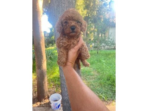 A kalite 1. sınıf toy poodle yavrular