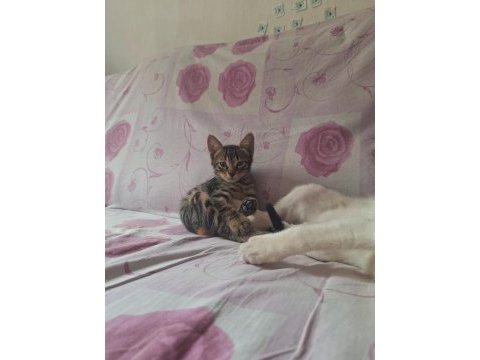 Erkek yavru kedimiz