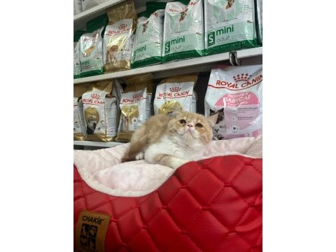 Türünün en güzel örneklerinden exotic shorthair