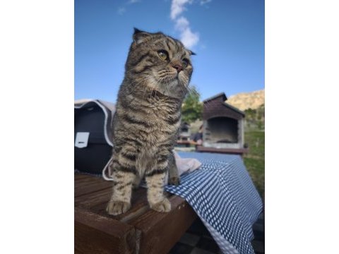 Ücretsiz sahiplendirme scottish fold kedimiz