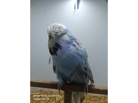 Muhabbet kuşumuz show jumbo