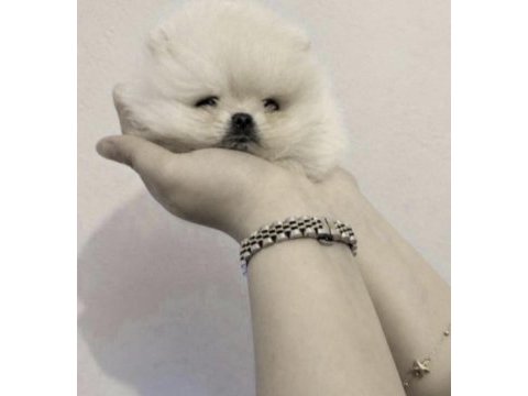 Pomeranian boo yavrumuz