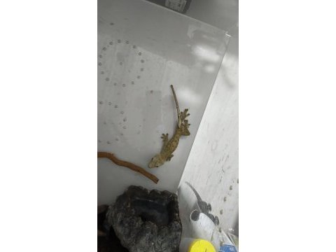 Yetişkin erkek crested gecko ve 40x40x60 teraryum