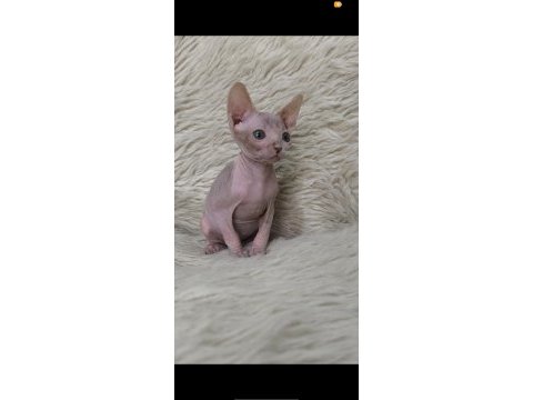 Naked beauty sphynx cattery