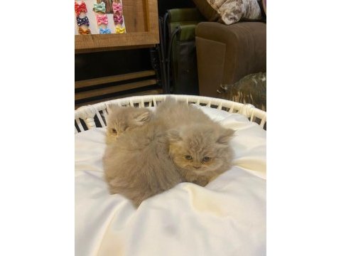 2 aylık lilac top kafa british longhair