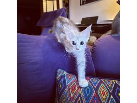 Safkan maine coon