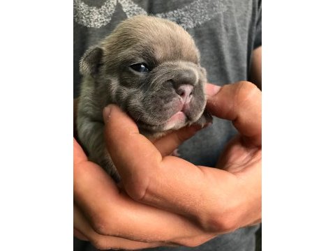 French bulldog dişi