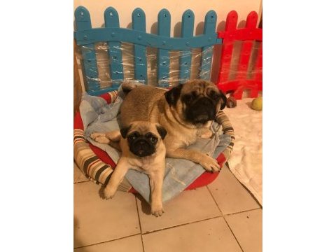 4 aylık aile köpeği pug