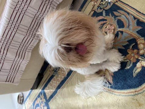 Shih-tzu dişi