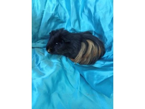 Harika sheltie erkek yavru ginepig