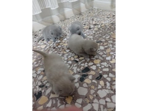 25 günlük british shorthair