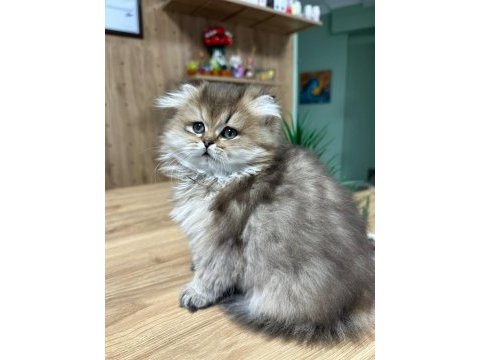 Ücretli british golden longhair erkek yavru