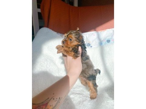 Çok özel exotic yorkshire terrier ziyarete açık