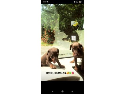 Kızıl doberman yavruları