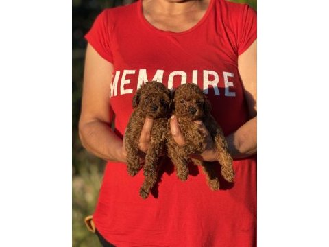 Teacup boy koreakan toy poodle köpekler kg garantili