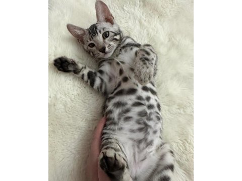 Elite silver bengal kedisi kitten ozy