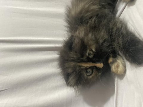 British longhair kırması
