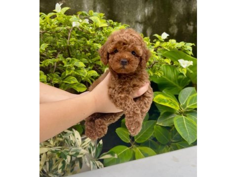 Toy poodle veteriner kontrollü yavrular