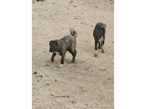 Safkan kangal köpeğimiz