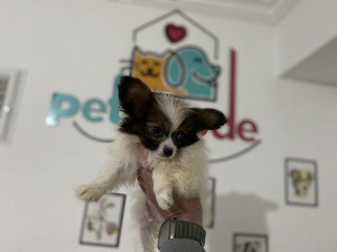 Petmode köpek çiftliğinden  tea cup papillon yavrumuz