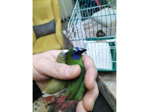 Mavi yüz parrot cinemon lutino taşıyıcı sultan papağanı