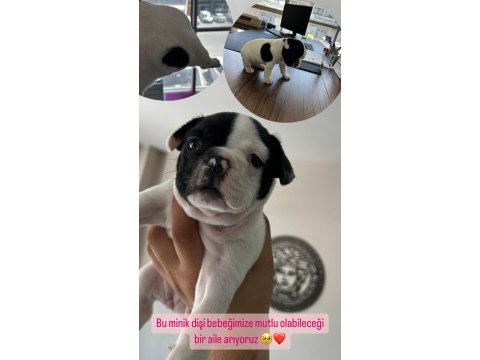 Acil yuva arıyoruz french bulldog