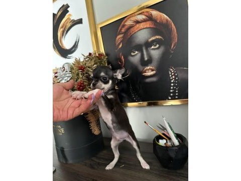 Chihuahua elma kafa ped eğitimi var 58 günlük