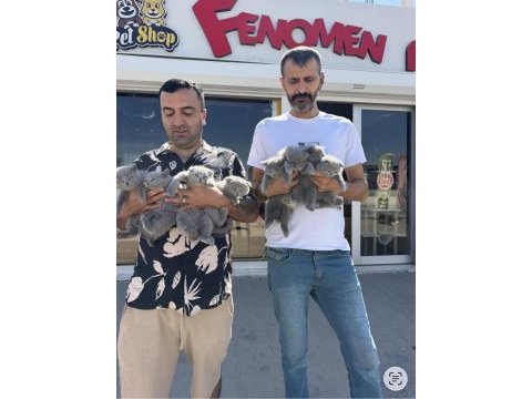 En güzelini arayanlara renk renk orjinal yavru kediler 